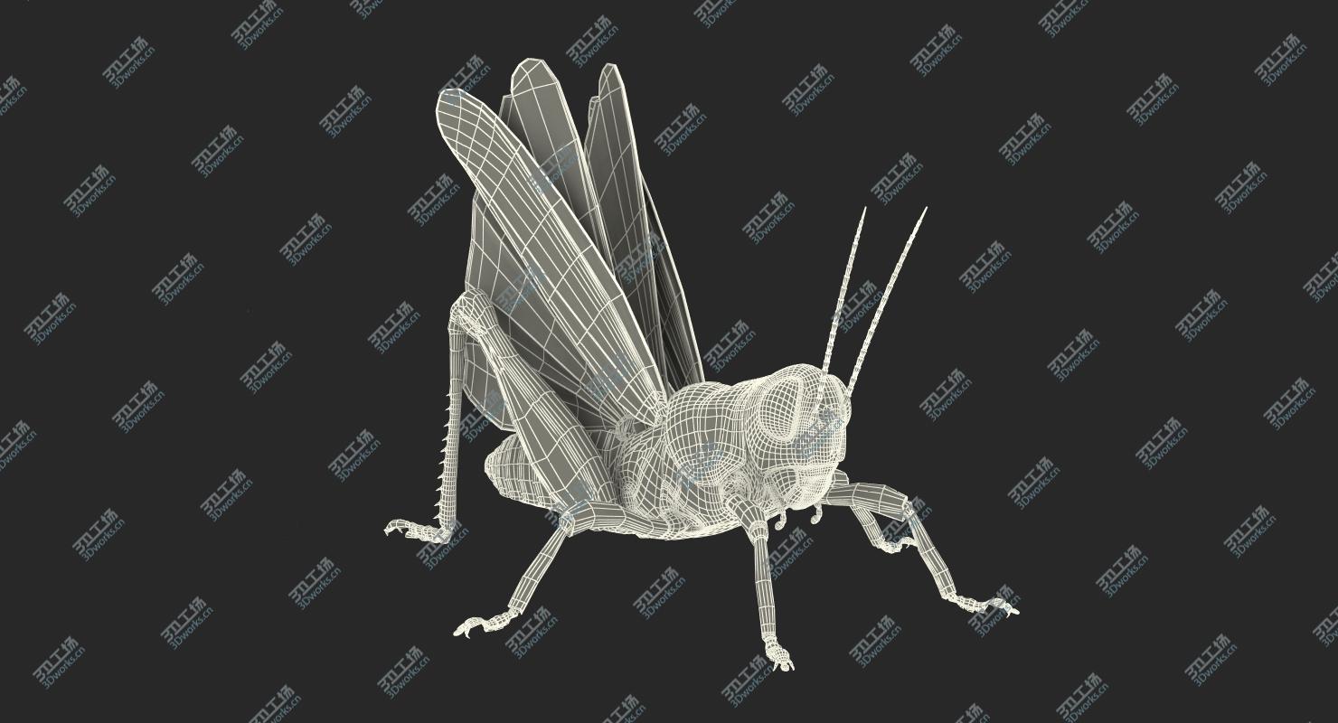 images/goods_img/202105071/Grasshopper Rigged 3D model/5.jpg